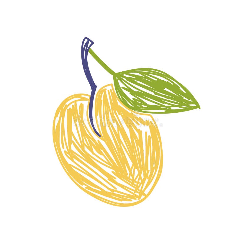 Apricot Fruit Sketch. Color Vector Illustration Stock Vector