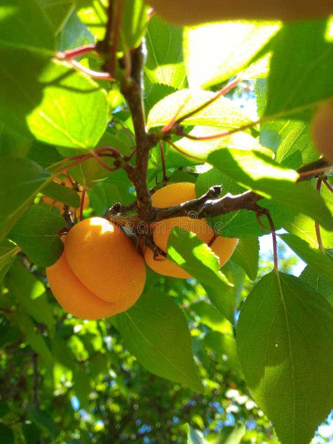 Apricot fruits stock photo. Image of apricot, orange 77978548