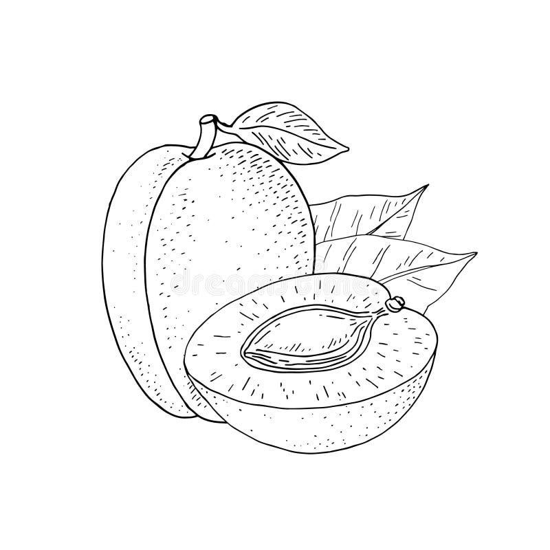 Apricot Tree Fruits. Hand Drawn Whole Fruit and Slice with Kernel
