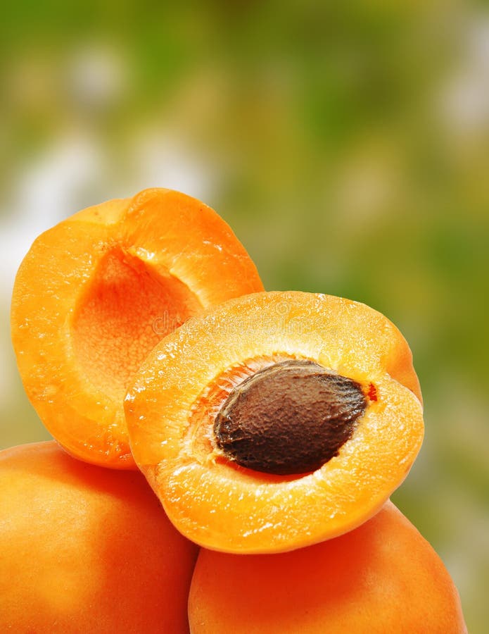 Apricot. stock photo. Image of sweet, leaf, ripe, pair 59941396