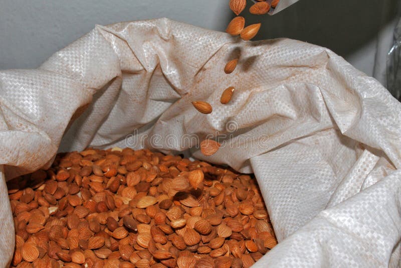 Apricot kernels stock photo. Image of seed, healthy, food 91125488