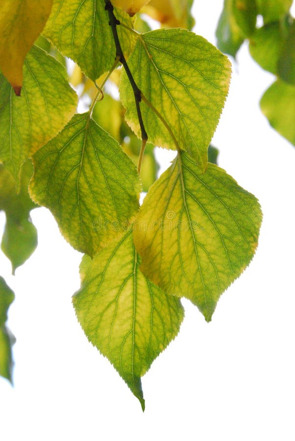 These are the leaves on the apricot tree in my backyard. Every fall I take a photo or two of them. This is this year's photo. These are the leaves on the apricot tree in my backyard. Every fall I take a photo or two of them. This is this year's photo.