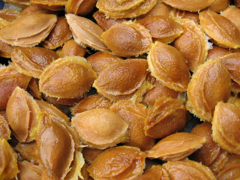 Apricot nuts stock image. Image of eating, drying, nuts 5523105