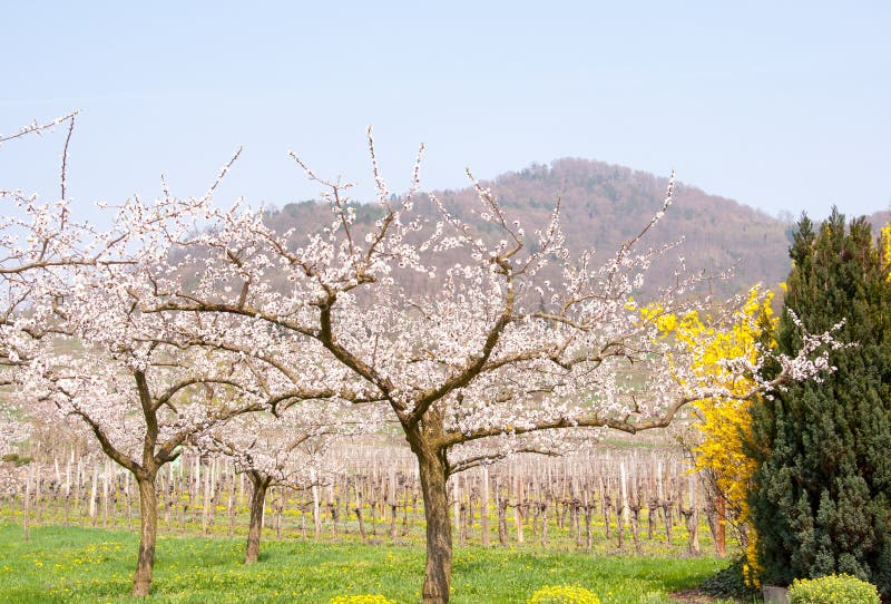Apricot Orchard in Bloom in Front of Wineyard Stock Photo Image of