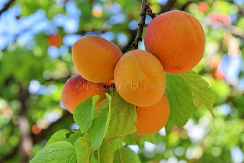 Apricot orchard in eastern Europe