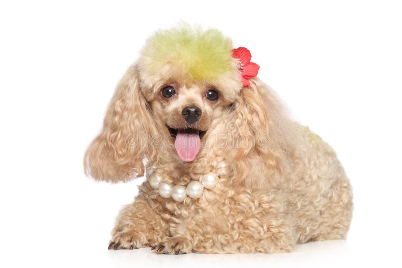 Apricot Miniature French Poodle In The Garden Stock Photo Image of