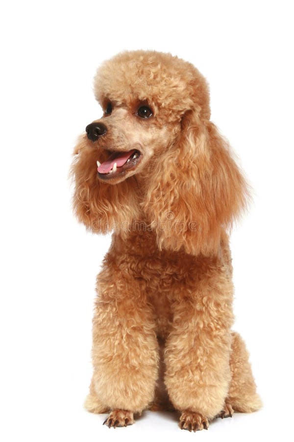 Toy Poodle puppy on a white background Stock Photo by ©FotoJagodka 10910681