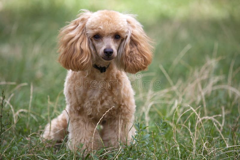 Apricot Miniature French Poodle in the Garden Stock Photo Image of