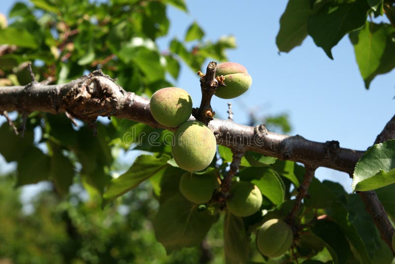 Apricot, Prunus armeniaca