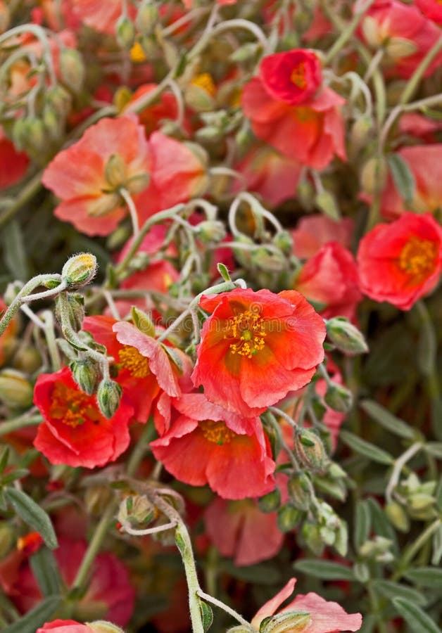 Apricot Rockrose Helianthemum Flowers