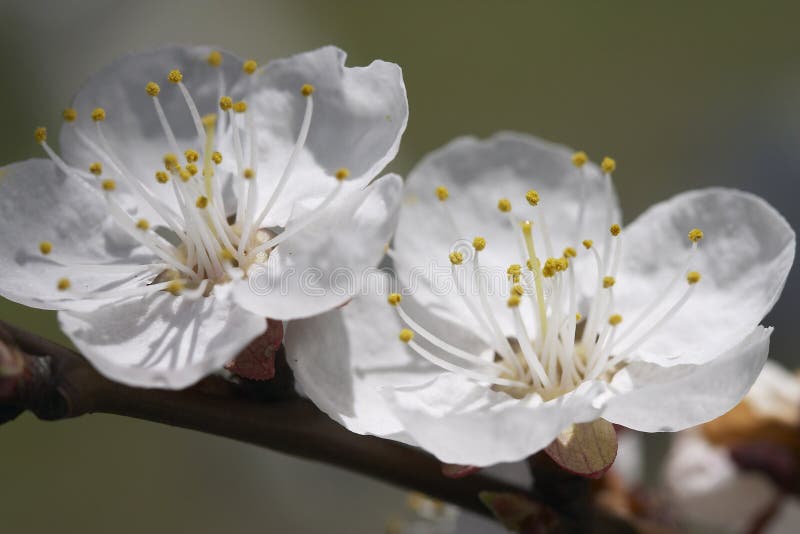 Apricot s bloom