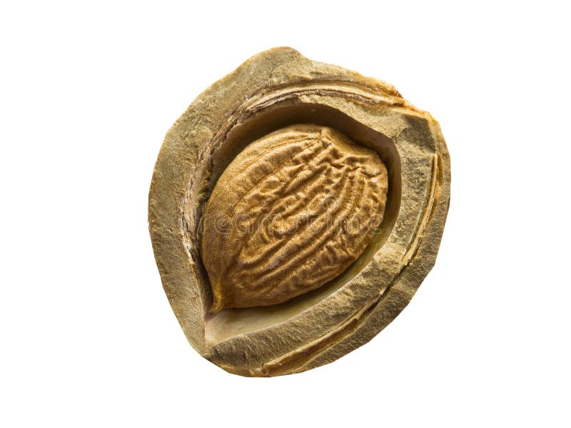 Apricot stone stock image. Image of natural, nature, large 81102783