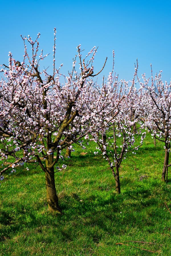 Apricot Tree in Bloom stock photo. Image of apricots 114232054