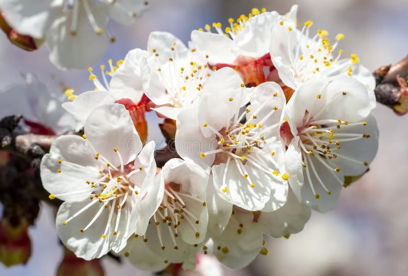 Apricot Tree Flowers With Soft Focus. Spring White Flowers On A Tree