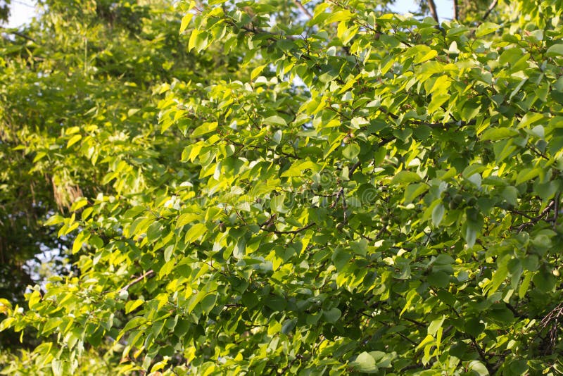 Apricot tree green stock image. Image of cute, forest 103468297