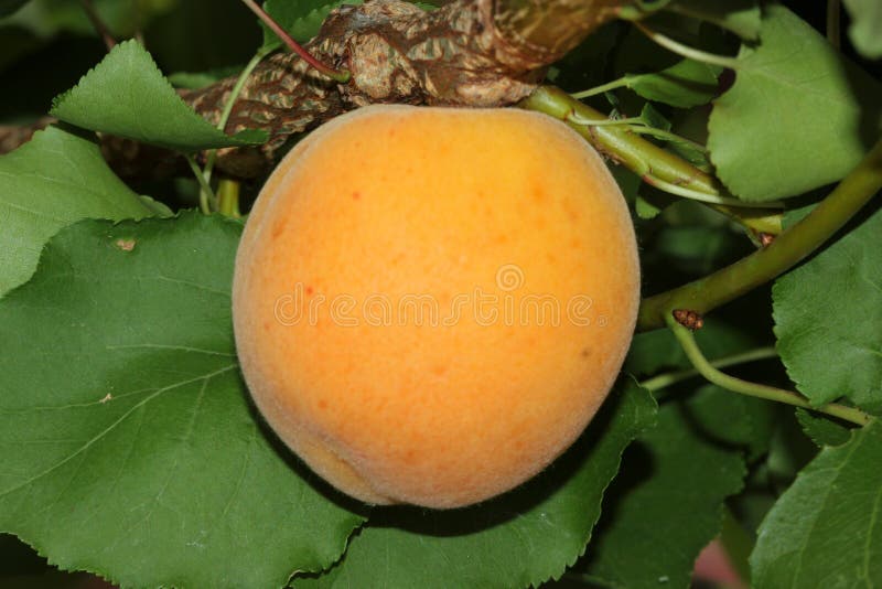 Apricot tree with ripe fruit, Prunus armeniaca