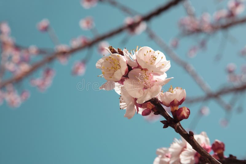 Apricot tree in spring bloom royalty free stock photos
