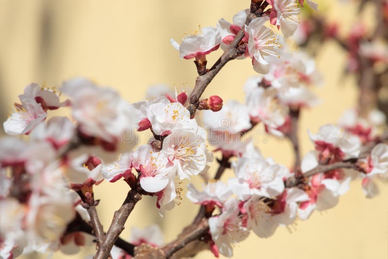 Apricot tree spring bloom stock photos