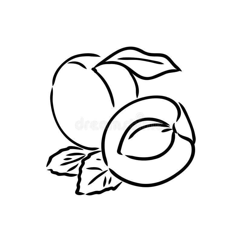 Apricot Vector Logo Design Template. Fruit or Food Icon Stock Vector Illustration of icon