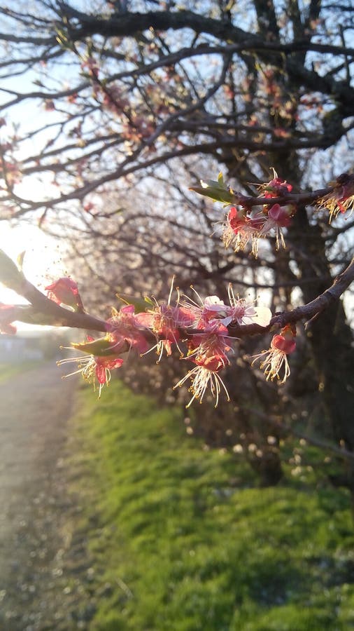 10 Apricot Vetet Photos Free Royalty Free Stock Photos From Dreamstime