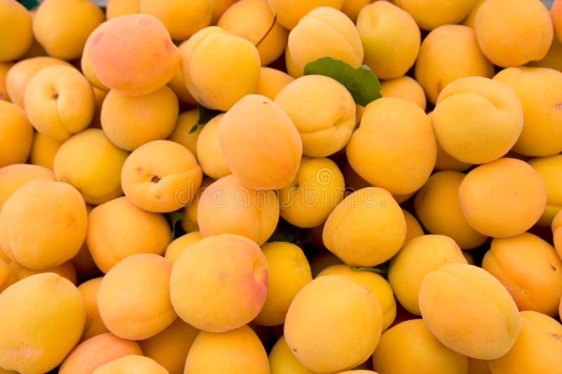 Apricots stock image. Image of yellow, apricots, closeup 9796553