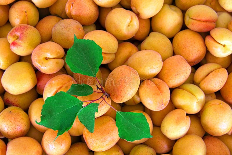 Apricots at a Farmers Market Stock Photo Image of summer, soft 20060248