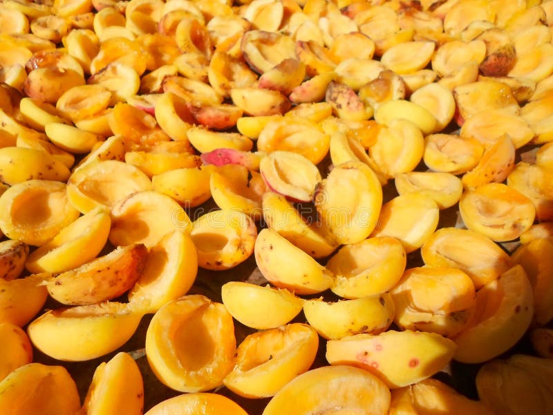 Apricots in Half in the Sun for Drying Dried Apricots. a Lot of Dried