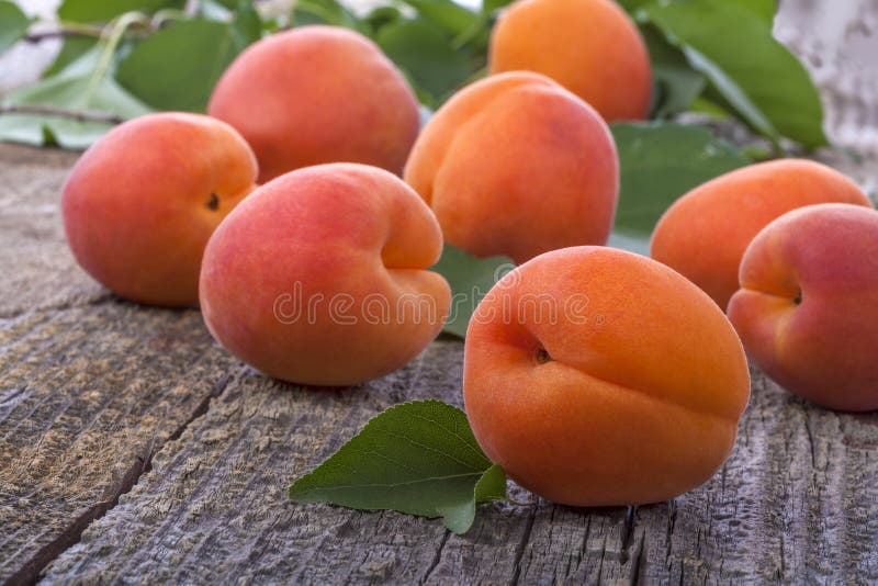 Apricots stock photos