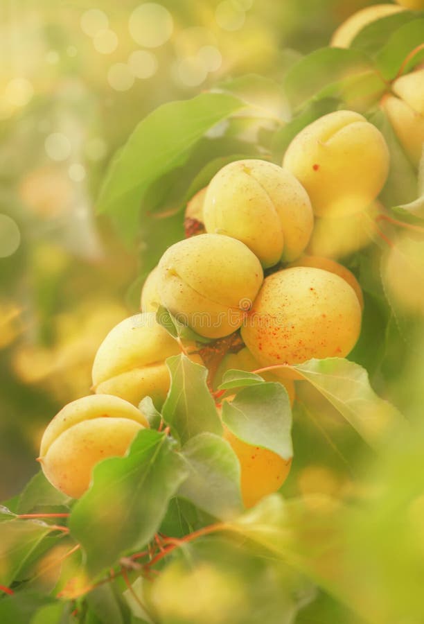 Apricots on tree branch, summer fruit harvest, natural background, selective focus stock image