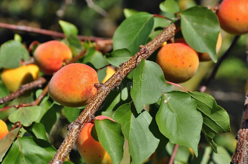 Apricots on tree stock image. Image of eating, fruits 56987645