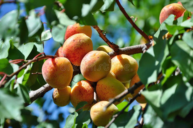 Apricots on tree stock photo. Image of beautiful, closeup 56988044
