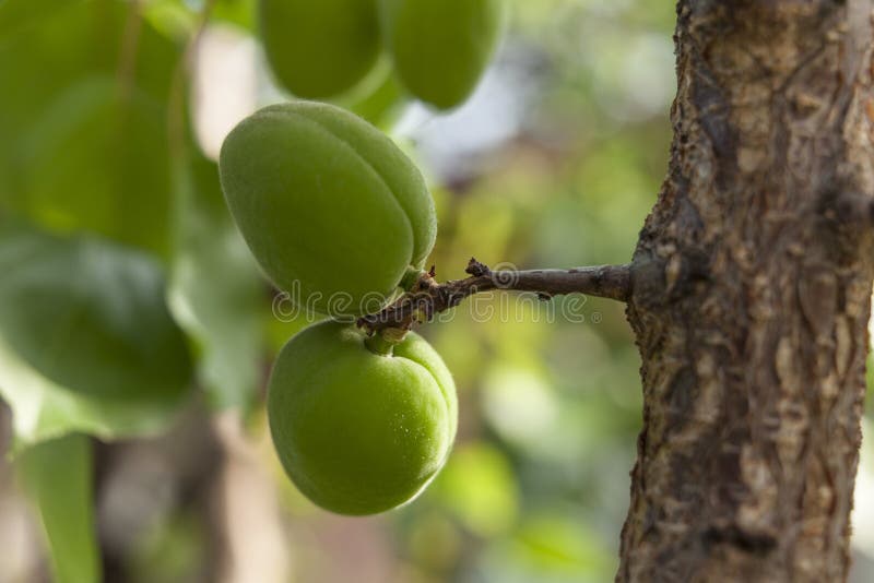 Aprikosenbaum mit dem unausgereiften Fruchtwachsen im Garten lizenzfreies stockfoto Aprikosenbaum mit dem unausgereiften Fruchtwachsen im Garten lizenzfreies stockfoto