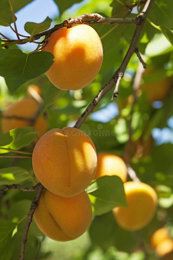 Aprikosträd med frukter royaltyfria foton Aprikosträd med frukter royaltyfria foton