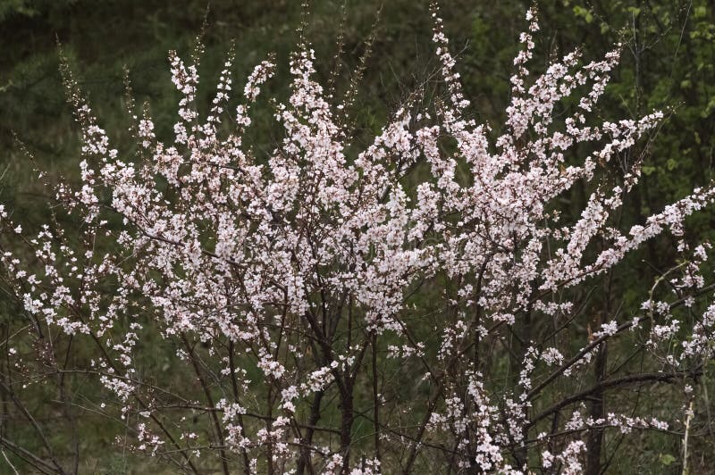 Aprikosträdets blomningsgren under våren. royaltyfri fotografi