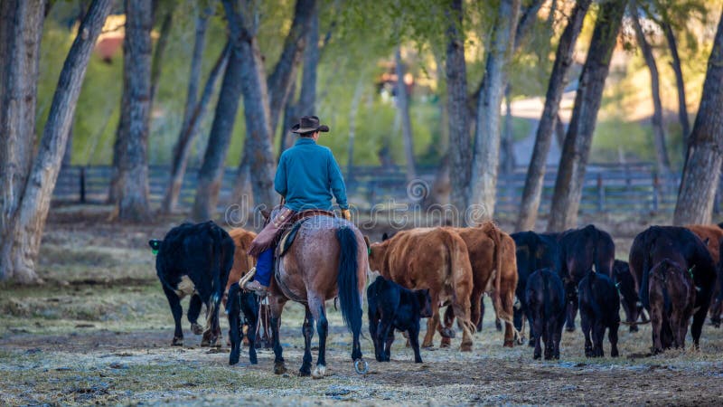 22 APRILE 2017, RIDGWAY COLORADO: Il cowboy raduna il bestiame sul ranch centennale, Ridgway, Colorado - un ranch di bestiame di
