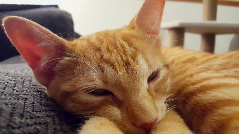 Aprite gli occhi di un giovane gatto mentre dormono sdraiati sul divano. gattino a strisce arancione apre gli occhi dopo essere st