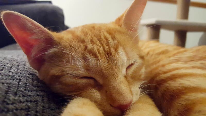 Aprite il gatto con gli occhi chiusi sdraiati sul divano. dormiglione a strisce arancione. felina respiratoria