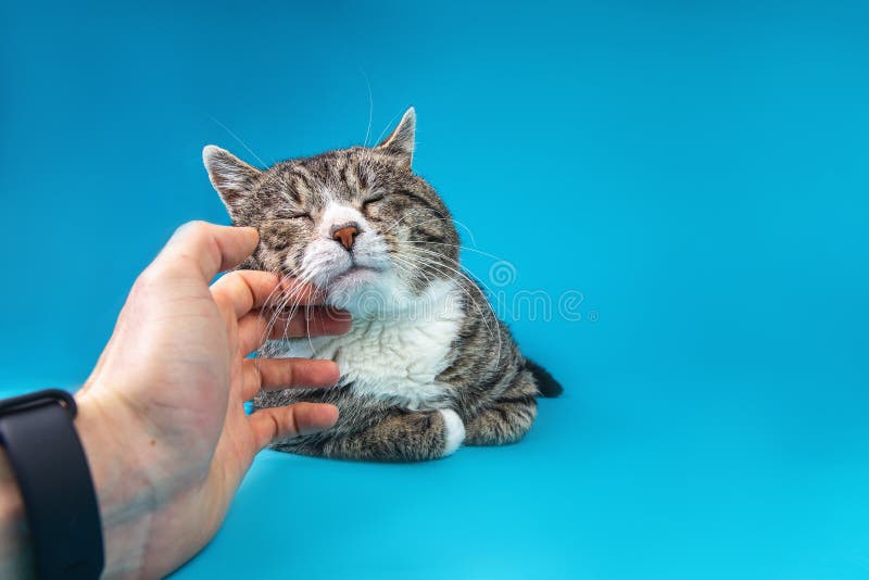 Aproape de omul de nerecunoscut mângâia pisica veche stock photos