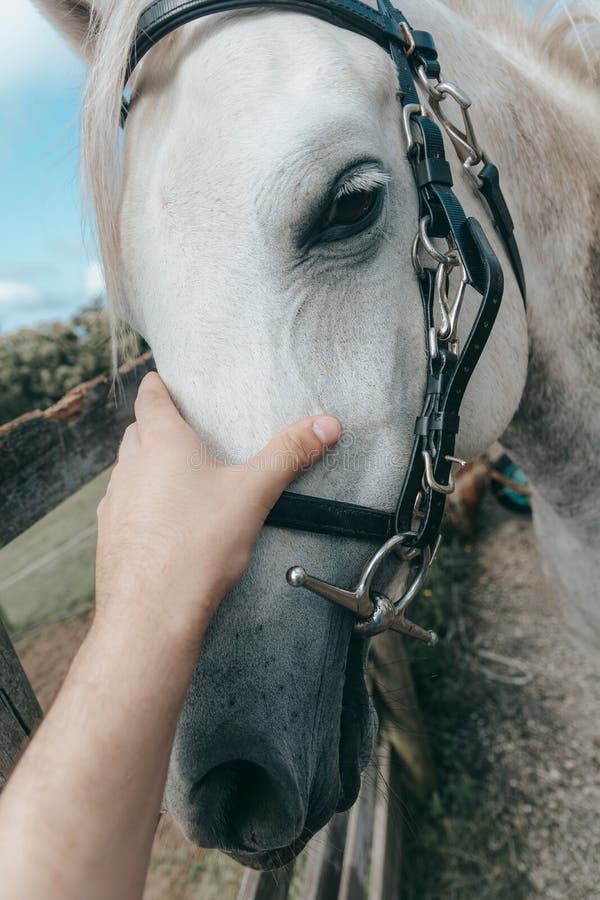 Cavalo Que Olha Para a Frente Imagem de Stock - Imagem de beleza, porta:  108436819