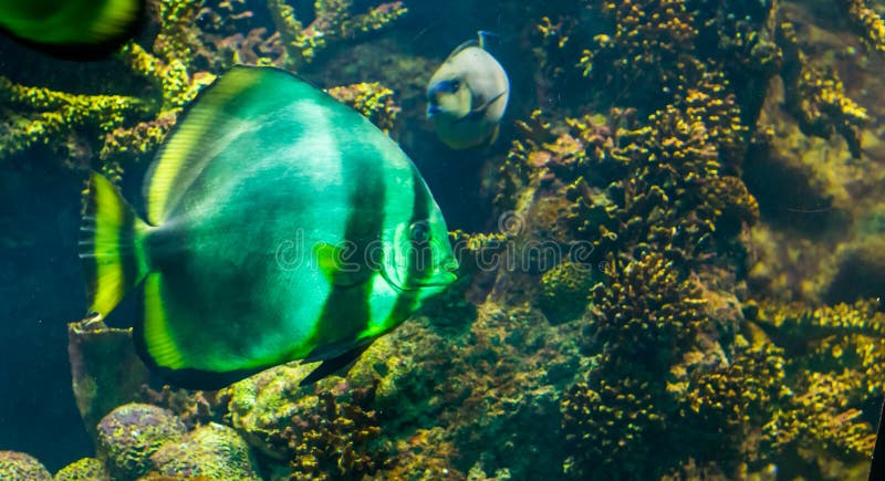 Aproximação de um grande peixe-anjo branco com listras pretas e barbatanas amarelas, imenso animal de estimação de aquário nadand imagens de stock royalty free Aproximação de um grande peixe-anjo branco com listras pretas e barbatanas amarelas, imenso animal de estimação de aquário nadand imagens de stock royalty free