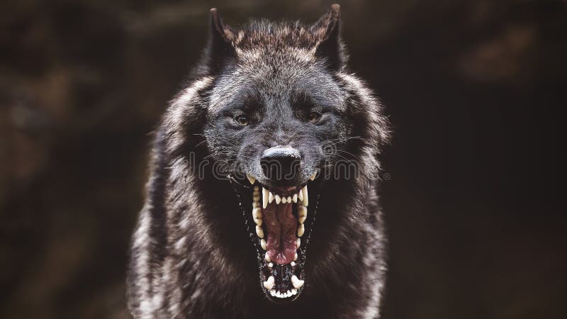 Aproximação de um lobo-rugido preto com uma boca e dentes enormes com fundo embaçado