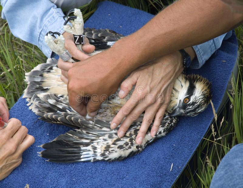 Conservationist holding cotten ball to stanch bleeding from area where blood was taken from juvenile Osprey (Pandion haliaetus) during banding day. Conservationist holding cotten ball to stanch bleeding from area where blood was taken from juvenile Osprey (Pandion haliaetus) during banding day