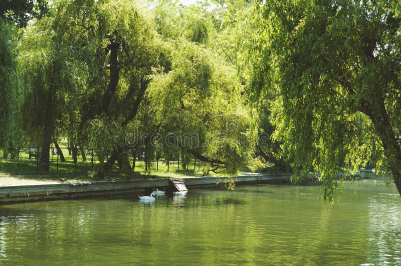 Après-midi parfait en parc Cygnes sur le lac vert. Coin paisible de parc d'IOR avec des cygnes sur un lac de vert vert