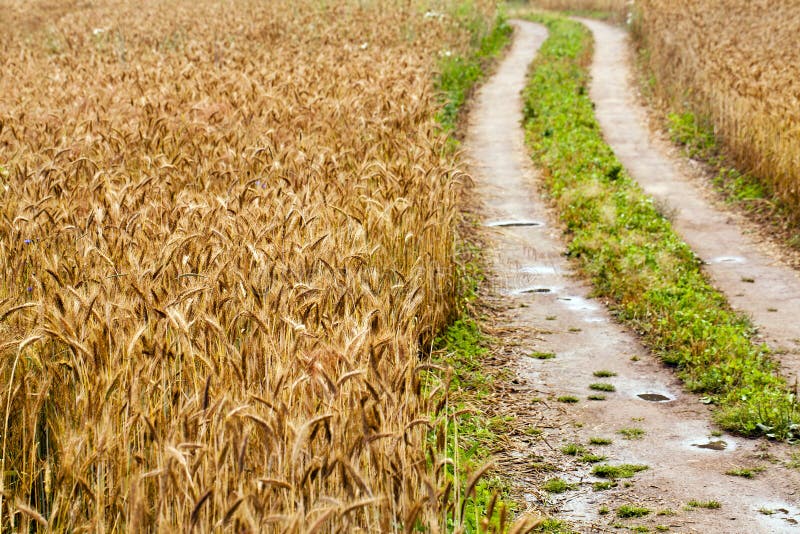 Après une pluie image libre de droits Après une pluie image libre de droits
