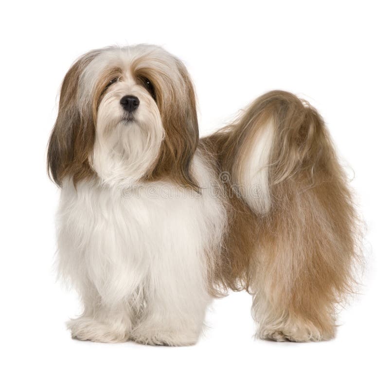 Lhasa apso, 1 year old, standing in front of white background. Lhasa apso, 1 year old, standing in front of white background