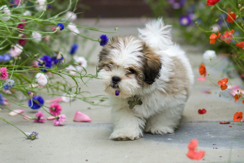 Cute lhasa apso puppy chewing a flower. Cute lhasa apso puppy chewing a flower