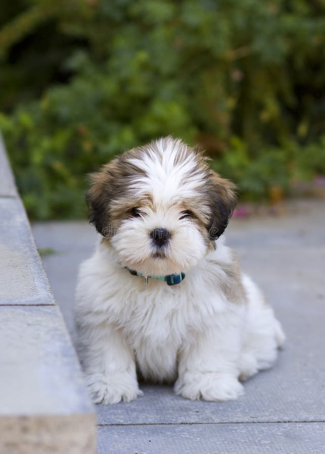 Cute lhasa apso puppy sitting on the patio. Cute lhasa apso puppy sitting on the patio