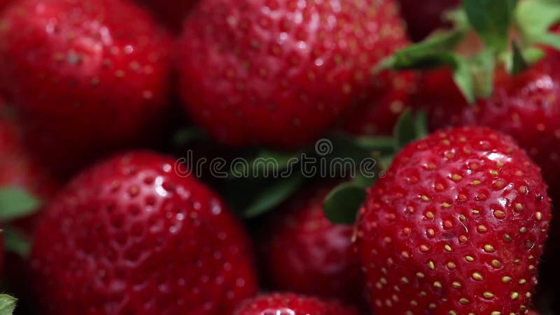 Aptitretande och härliga röda jordgubbar nya jordgubbar Jordgubbe på röd bakgrund Mest bra röd jordgubbetextur