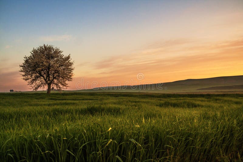 Between Apulia and Basilicata. Hilly spring: sunrise with lonely tree in bloom. Italy.