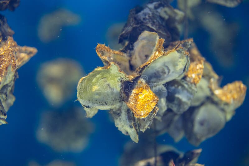 Aquaculture of the oyster stock image. Image of seafood 251145495